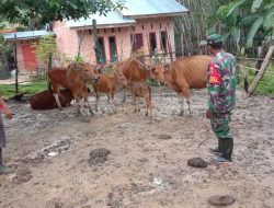 Serda Novianto Babinsa 01/Bkn Laksanakan Komsos Bersama Peternak Sapi di Wilayah Binaan