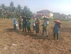 Lanjutkan Program Ketahanan Pangan, Babinsa Koramil 07/Kampar Bersama Petani Laksanakan Penanaman Padi