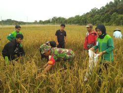 Babinsa dan Kelompok Tani Luluh Hitam Panen Padi