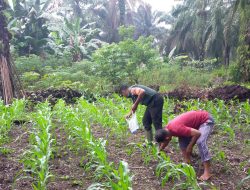 BABINSA KEGIATAN KETAHANAN PANGAN DENGAN PETANI JAGUNG