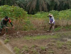 Ketahanan Pangan, Babinsa Koramil 08/TDN Kembali Dampingi Petani Hanpangan Ubi Kayu