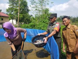 Dukung Program Ketahanan Pangan, Babinsa Koramil 16/Tapung Dampingi Penen Lele Budidaya Sistem Bioflok