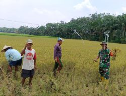 Dukung Program Swasembada Pangan, Babinsa Koramil 16/Tapung Bantu Warga Penen Padi