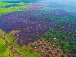 Penyebab Karhutla di Rawa Betung Rokan Hulu Riau Diduga Akibat Puntung Rokok