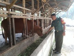 Datangi Kandang Sapi Warga, Babinsa Koramil 16/Tapung Pantau Kesehatan Ternak Sapi Warga Binaan