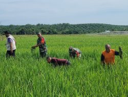 Dukung Program Hanpangan, Babinsa Dampingi Pok Tani Cek Pertumbuhan Padi