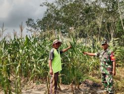 Wujud Peduli Hanpangan di Wilayah Binaan, Babinsa Dampingi Petani Jagung