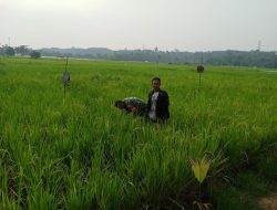 Wujud Peduli Hanpangan Di Wilayah Binaan, Babinsa Koramil 07/Kampar Dampingi Hanpangan Padi
