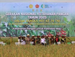 Danrem 031/WB Panen Raya Padi di Areal Persawahan Desa Simpang Kubu