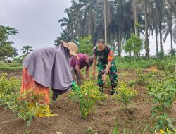 Demi Meningkatkan Ketahanan Pangan, Babinsa Koramil 09/ Langgam melaksanakan Pendampingan Kepada Petani cabe