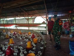 Babinsa Koramil 05/Kampar Kiri Sambangi Peternak Ayam Potong Berikan Motivasi