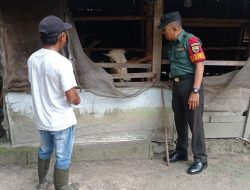 Kunjungi Kandang Sapi Warga Binaan, Babinsa Koramil 16/Tapung Melihat Langsung Kondisi Ternak Warga