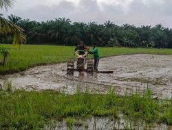 Bantu Petani Siapkan Lahan, Babinsa Koramil 16/Tapung Bajak Sawah Dengan Traktor