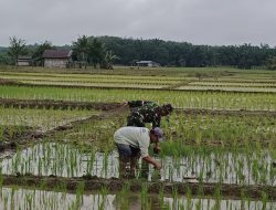 Bantu Menanam dan Menyiangi Padi, Babinsa Koramil 16/Tapung Terjun Langsung Bantu Petani