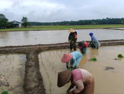 Tingkatkan Ketahanan Pangan di Wilayah Binaan, Babinsa Koramil 16/Tapung Tanam Padi Bersama Petani