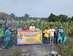 Wujudkan Ketahanan Pangan, Babinsa Koramil 05/Kampar Kiri dan Warga Panen Jagung Bersama