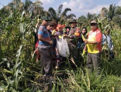 Babinsa Panen Jagung Bersama Warga Binaan