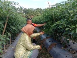 Sukseskan Ketahanan Pangan, Babinsa Dampingi Petani Cabai Merah