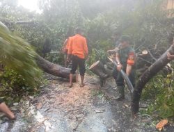 Pohon Tumbang Hambat Lalu Lintas, Babinsa Koramil 01/Bkn Bersama BPBD dan Warga Sekitar Lakukan Pembersihan