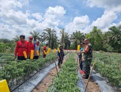 Dukung Hanpangan, Babinsa Bersama Perangkat Desa Dampingi Petani Cabai