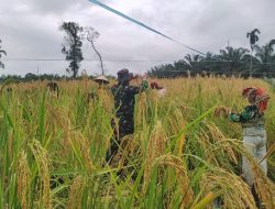 Babinsa Tambusai Hadir Bantu Petani Panen Padi