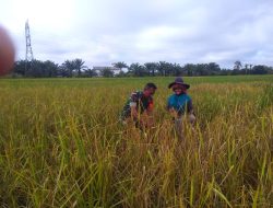 Lanjutkan Program Ketahanan Pangan, Babinsa Koramil 07/Kampar Bersama Petani Laksanakan Perawatan Padi