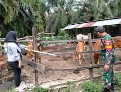 Antisipasi Penyakit PMK Pada Hewan Ternak Sapi, Babinsa Komsos Dengan Peternak