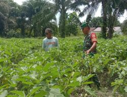 Babinsa 09/Langgam Komsos Dengan Petani Terong di Wilayah Binaan