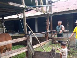 Waspadai Wabah PMK,Babinsa Koramil 07/Kampar Kembali Laksanakan Sosialisasi dan Cek Hewan Ternak