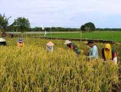 Penen Padi Bersama Petani, Babinsa Koramil 16/Tapung Dukung Program Swasembada Pangan