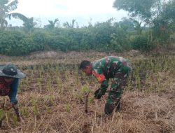 Wujudkan TNI Manunggal, Babinsa 15/Kk Bantu Petani Tanam Padi