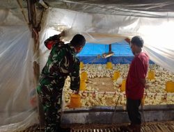 Tingkatkan Ketahanan Pangan ,Babinsa Koramil 12/XIII koto Kampar Datangi Peternak Ayam Potong
