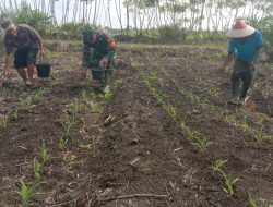 Upaya Tingkatkan Hasil Produksi, Babinsa Koramil 16/Tapung Bersama Petani Laksanakan Pemupukan Tanaman Jagung