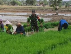 Terjun Langsung Kesawah, Babinsa Koramil 16/Tapung Bersama Petani Cabut Bibit Padi Siap Tanam