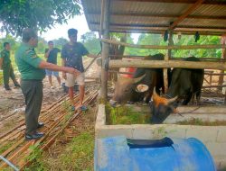 Menjelang Lebaran Idul Adha, Babinsa Koramil 01/Bkn Intensifkan Cek Ternak Sapi Warga Binaan Bebas Dari PMK