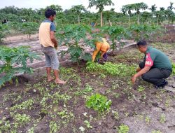 Dukung Ketahanan Pangan,Babinsa Jumpai Warga Desa Binaannya