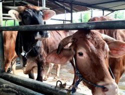 Supian Suri, Calon Wali Kota Depok, Tunjukkan Kepedulian dengan Sumbangan Sapi Kurban