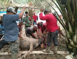 Danpos Koramil 13/Rokan Jadi Panitia Qurban Diwilayah Binaanya