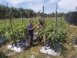 Babinsa Komsos Dengan Petani Demi Mewujudkan Swasembada Pangan