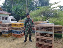 Dukung Program Ketahanan Pangan, Babinsa Hadiri Penyaluran Bantuan Hewani Desa Dusun Tua