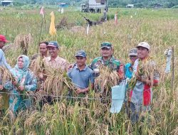 Babinsa Hadiri Panen Raya Padi Milik Poktan Maju Bersama
