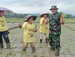 Dukung Percepatan Tanam Padi Sawah,Danramil 13/Rkn IV Koto Terjun Langsung Kelapangan
