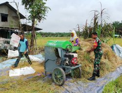 Babinsa Koramil 05/KK Melaksanakan Komsos Bersama Petani Padi di Wilayah Binaan