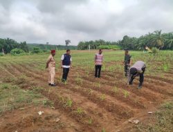 Meningkatkan Ketahanan Pangan, Babinsa Bersama Tiga Pilar Motivator Petani Diwilayah Binaan