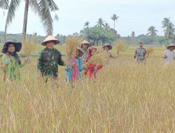 Danramil 13 Rokan IV Koto Bersama Anggota Koramil Bantu Petani Panen Padi di Kelurahan Rokan