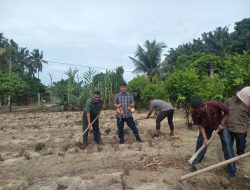 Upaya Mendukung Sektor Pertanian, Babinsa Koramil 16/Tapung Bersama Warga Panen Ubi Jalar