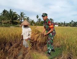 Sertu Supriadi Babinsa Koramil 01/Bkn Bantu Petani Panen Padi di Desa Binaan