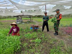 Tingkatkan Ketahanan Pangan, Babinsa Koramil 05/KK Komsos Dengan Petani