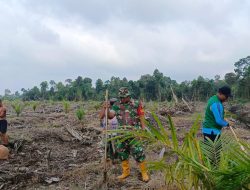 Babinsa Koramil 03/Bunut Dampingi Petani Tanam Padi Gogo Dengan Sistem Tumpang Sari Didesa Delik