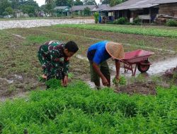 Beri Motivasi, Babinsa Koramil 03/Bunut Laksanakan Komsos Bersama Petani Bayam di Desa Binaan